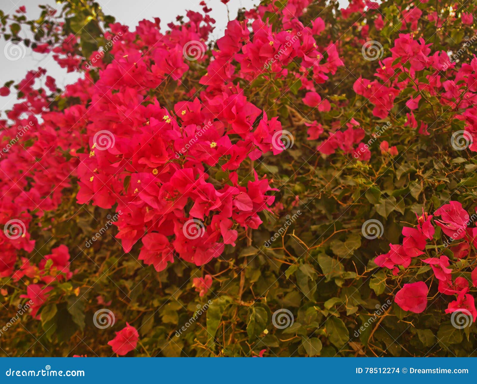 ontmoeten Verspilling Grammatica Struik Met Heldere Rode Bloemen Stock Foto - Image of kleurrijk, tuinen:  78512274