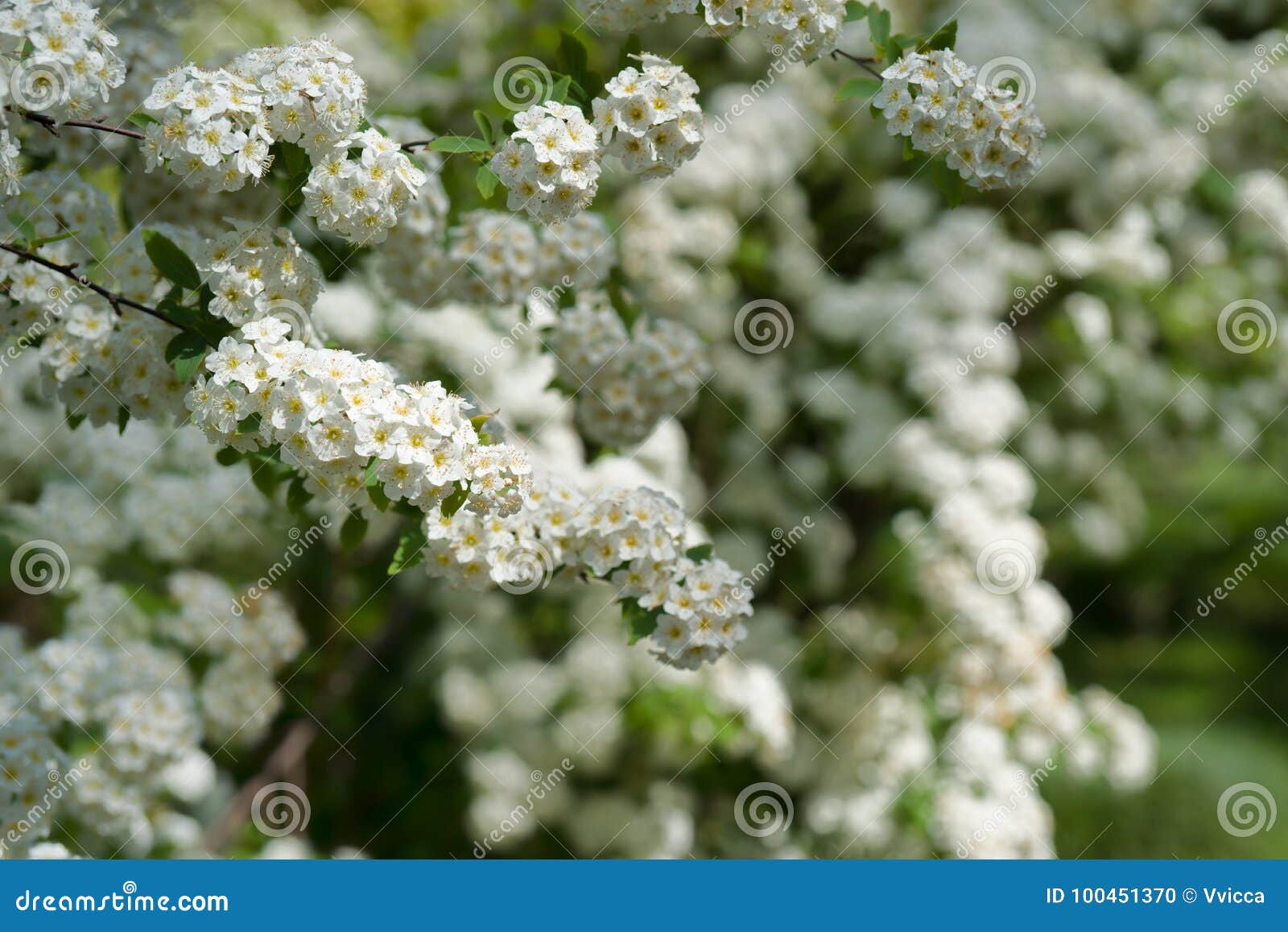 Extreem belangrijk paars Bedenk Struiken Met Kleine Witte Bloemen Stock Foto - Image of struik, struiken:  100451370