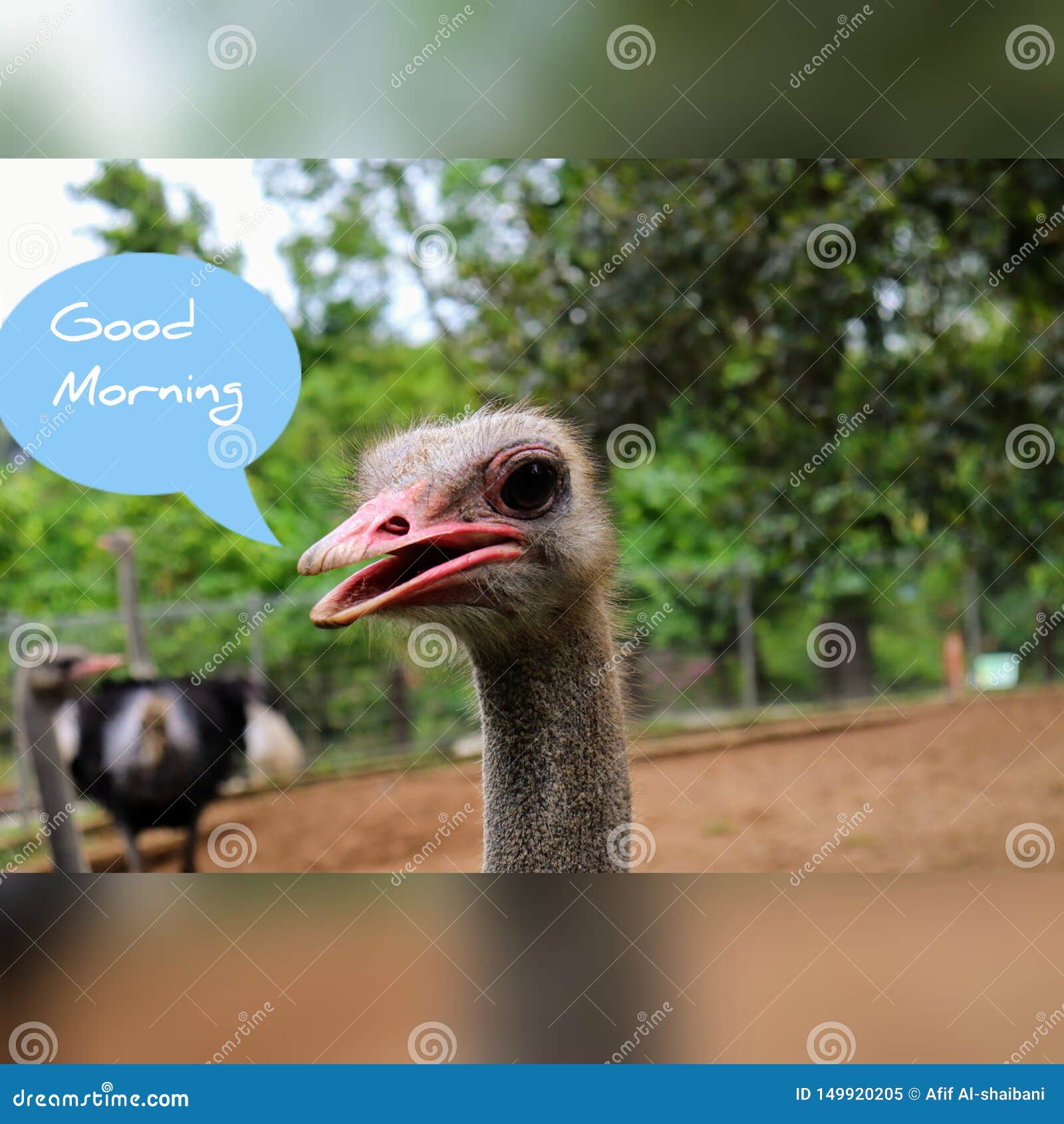 Struisvogel Van Het Goedemorgen De Grappige Beeld Stock Afbeelding - Image  Of Grappig, Beeld: 149920205