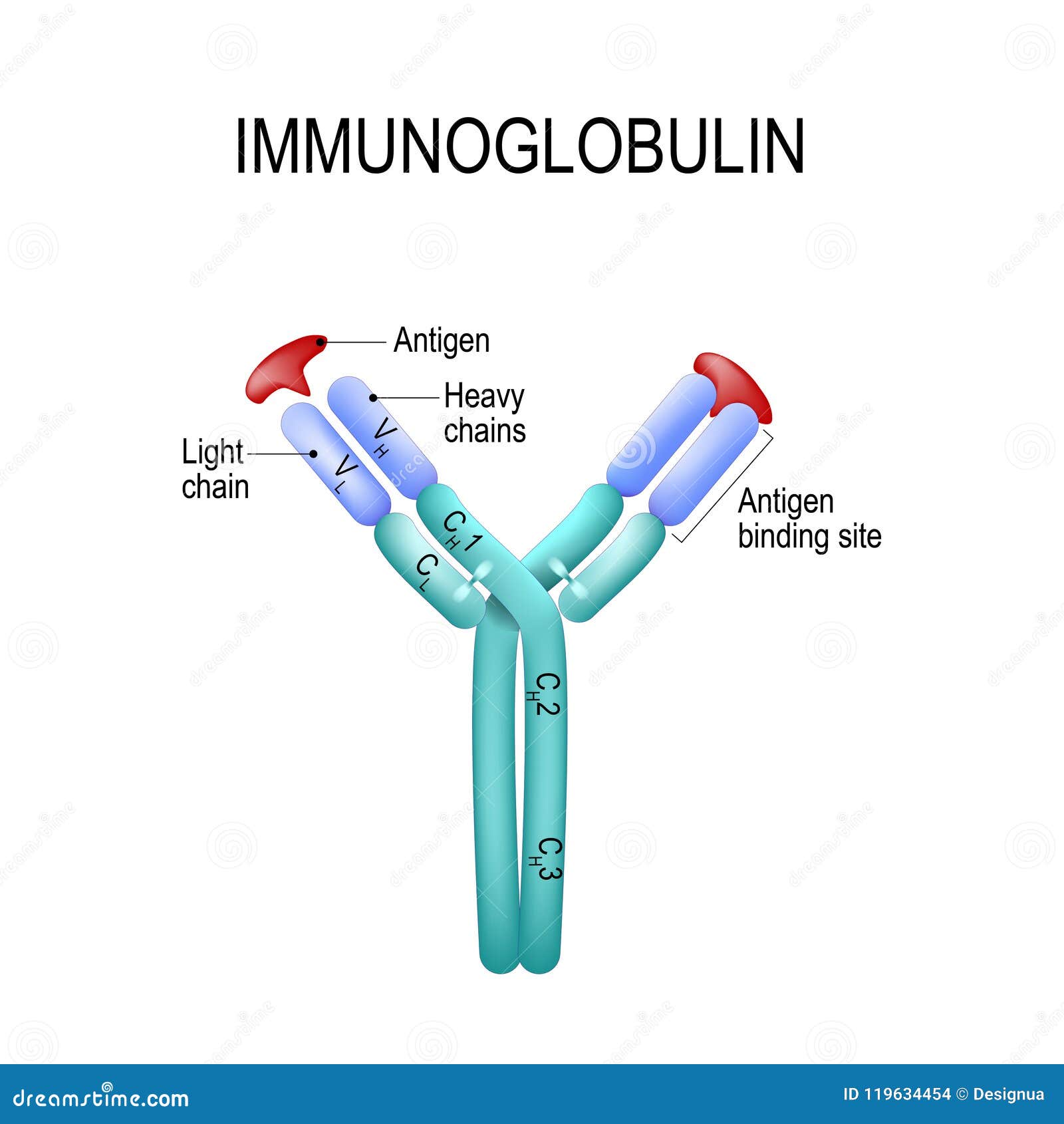 Struktur Av Antikroppmolekylen IgE Och Antigen Vektor Illustrationer
