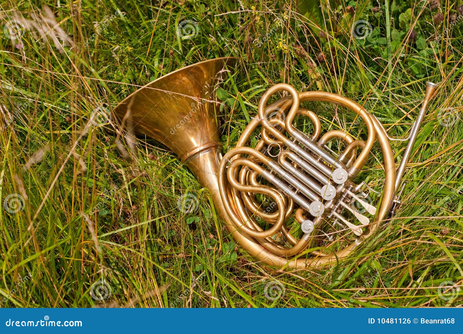 Strumento Del Corno Francese Fotografia Stock Immagine di musica
