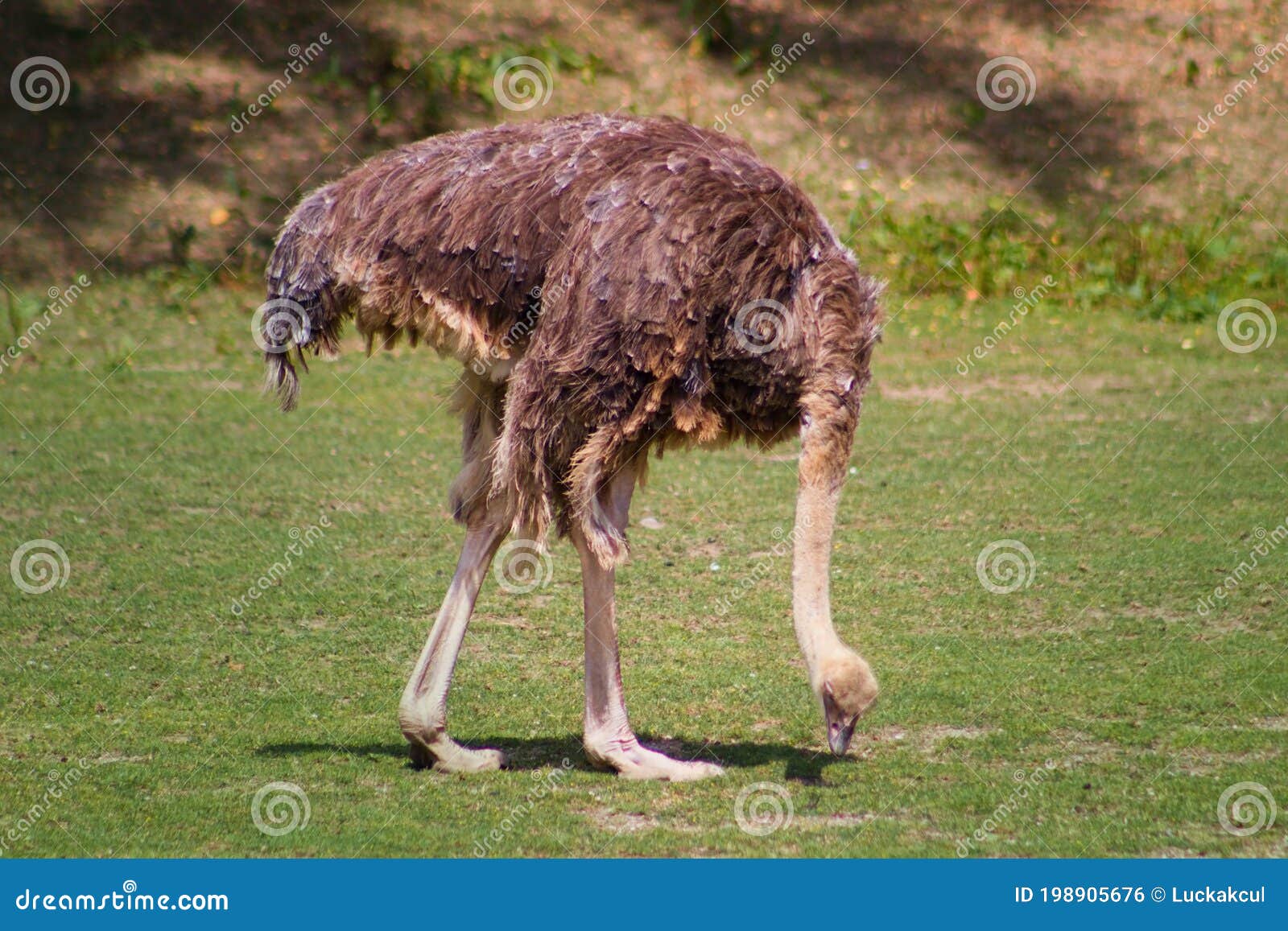 Ostrich Or Common Ostrich, In Latin Called Struthio Camelus. A Young