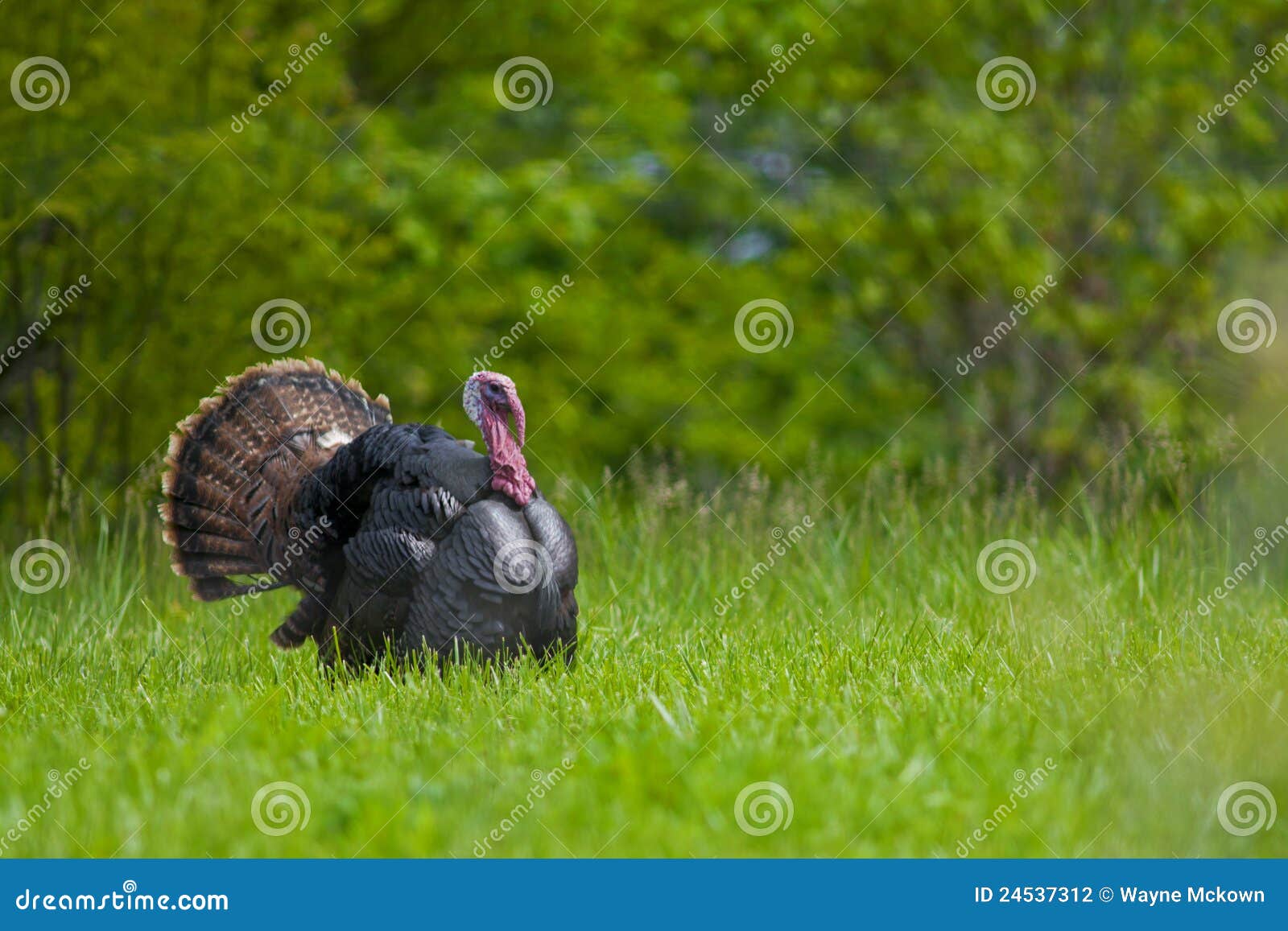 strutting wild turkey