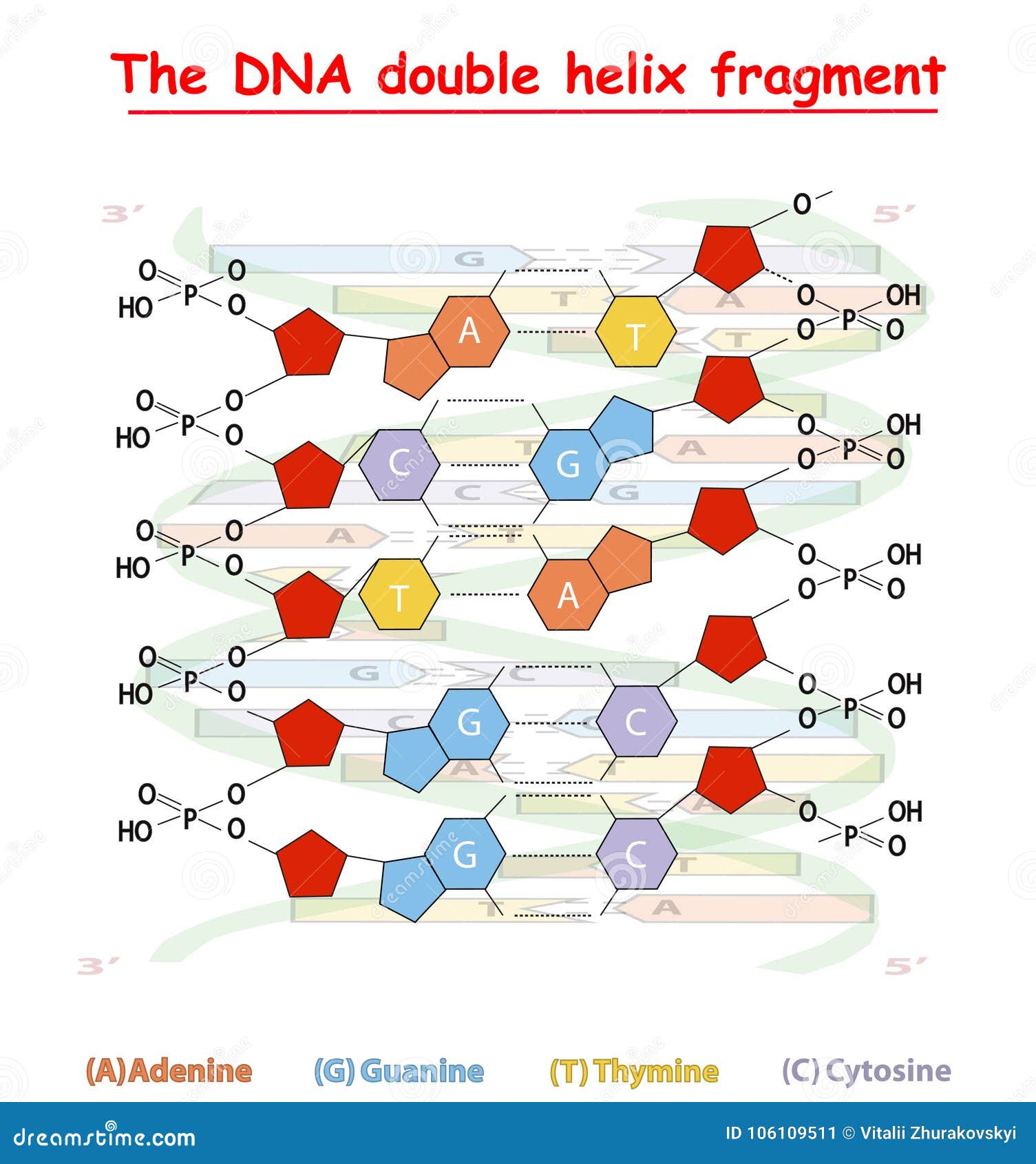 frammento condensato di dna