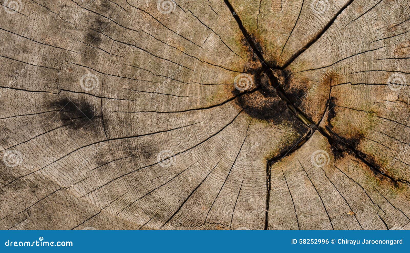 Struttura di legno che mostra grano naturale dell'albero