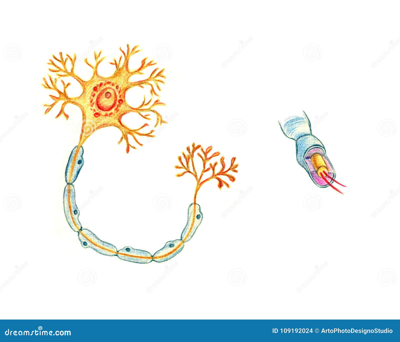 Struttura Di Un Neurone Tipico Illustrazione Di Stock Illustrazione Di Sano Neurologia 109192024