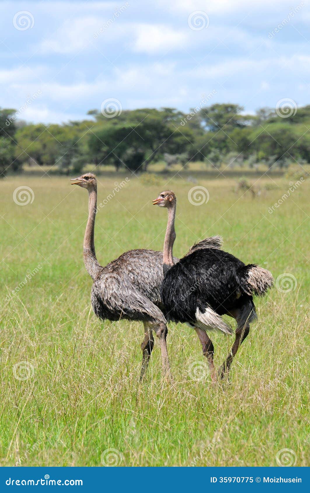 Struś w Tanzania parku narodowym. Kilka strusie hoduje w Ngorongoro konserwaci terenie, Tanzania (Struthio camelus)