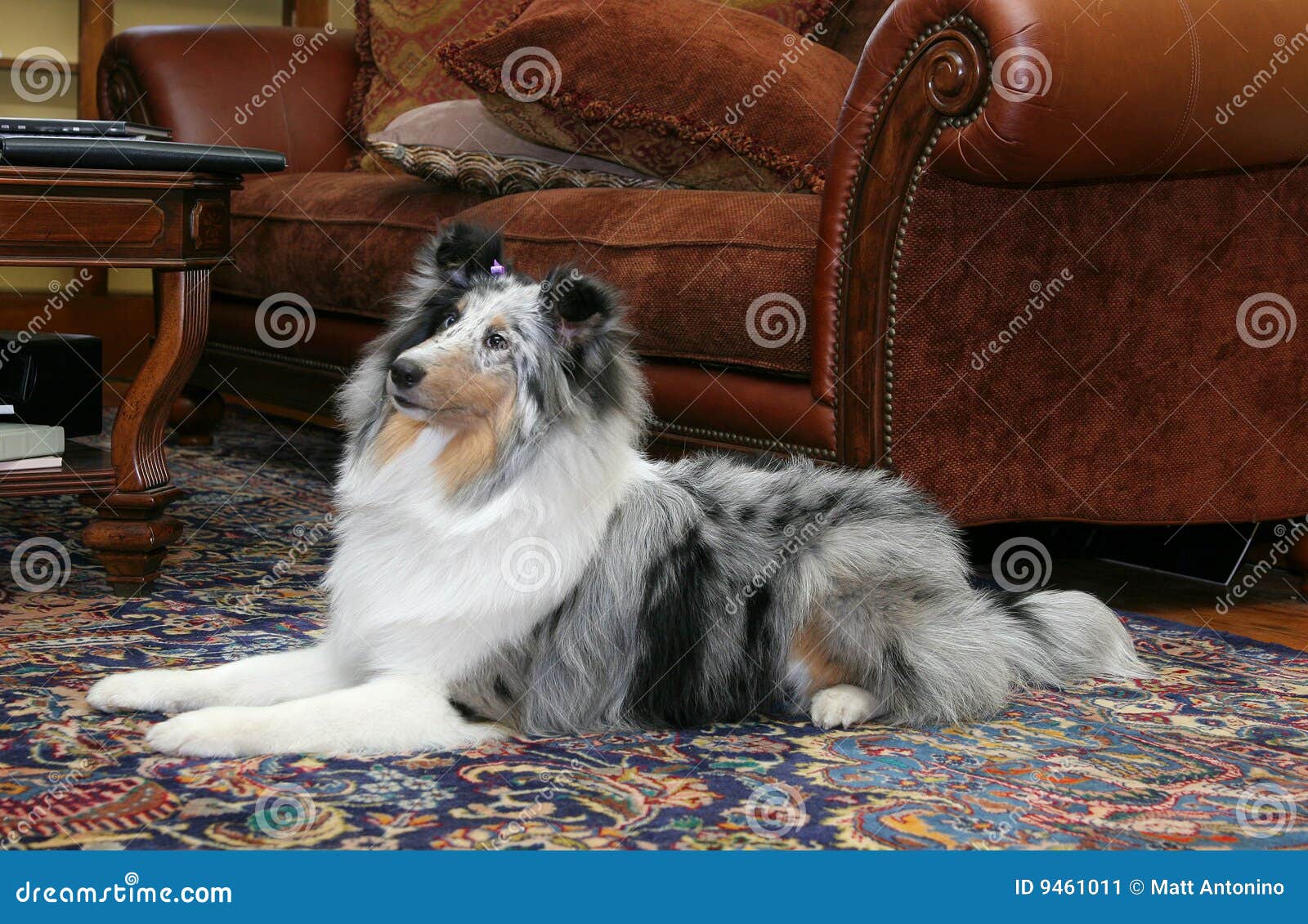 Strömförande nätt lokal för hund. Dog sheltie för inställningen för ståenden för headshotlivingroomen naturlig en nätt