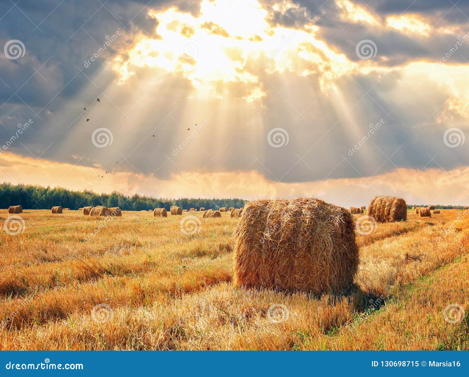 stubble field and hay bales