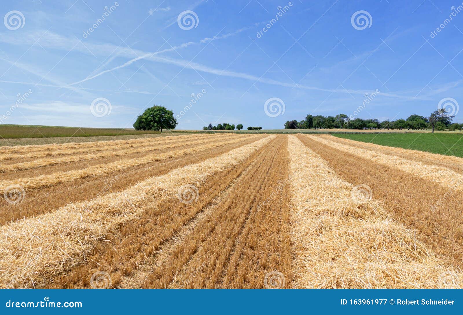 Stubble Field with Rows of Straw Stock Image Image of cultivation