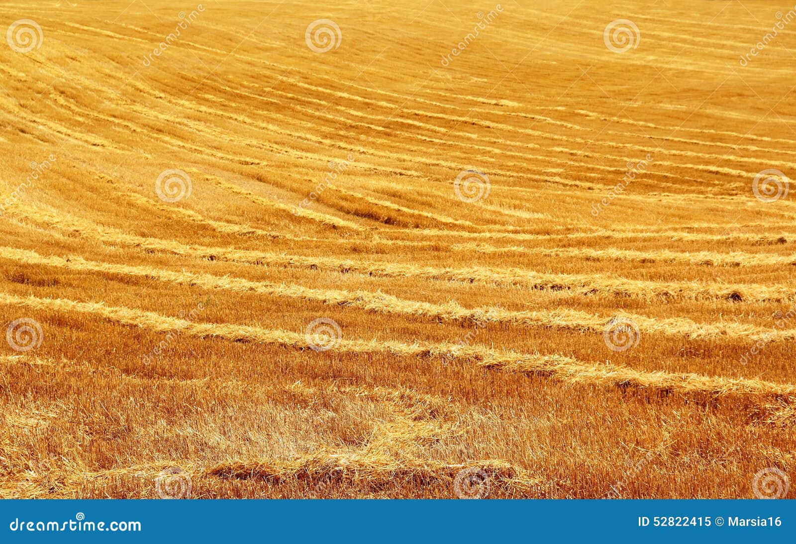 stubble field