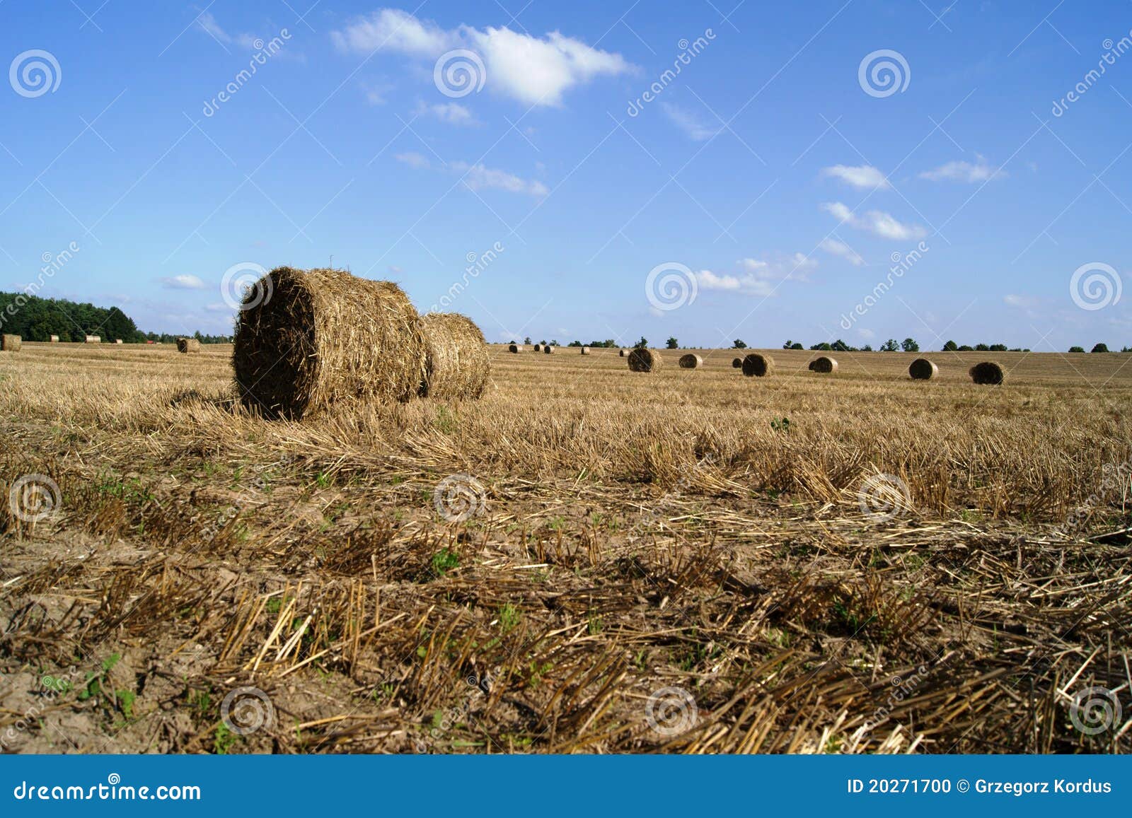 Stubble with straw stock photo. Image of tree, grass 20271700
