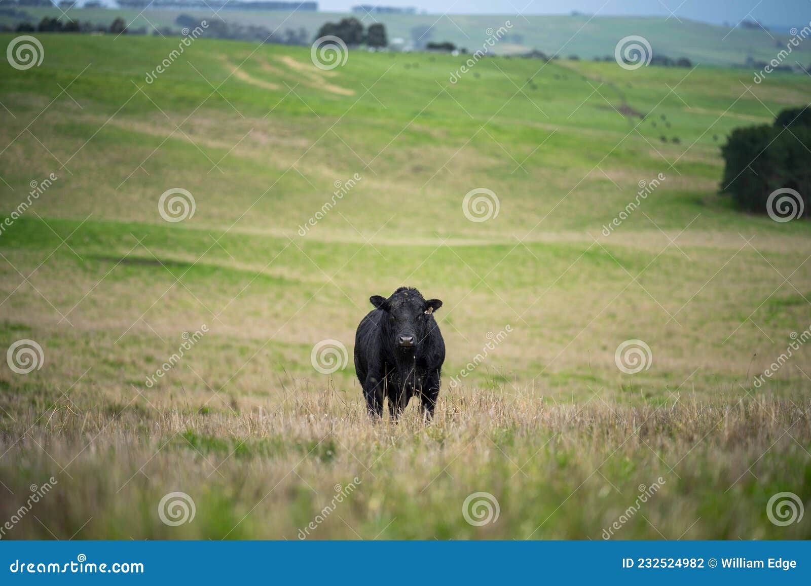 Stud Angus and Cows in a Field, Pasture, in Australia Stock Photo - Image of bull: 232524982