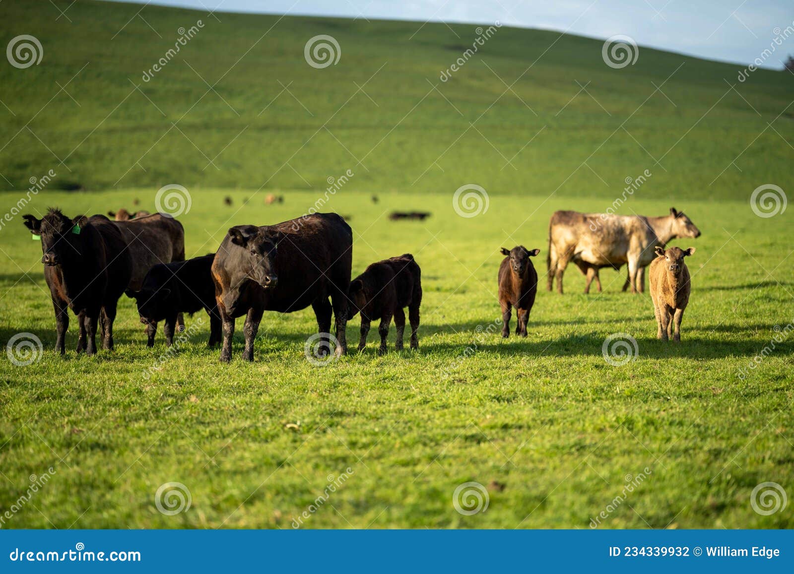 Stud Beef Bulls Cows Grazing on in a Field, in Australia. Breeds Include Speckle Park, Murray Grey, Angus, Brangus and Editorial Photography - Image of brahman, agriculture: 234339932