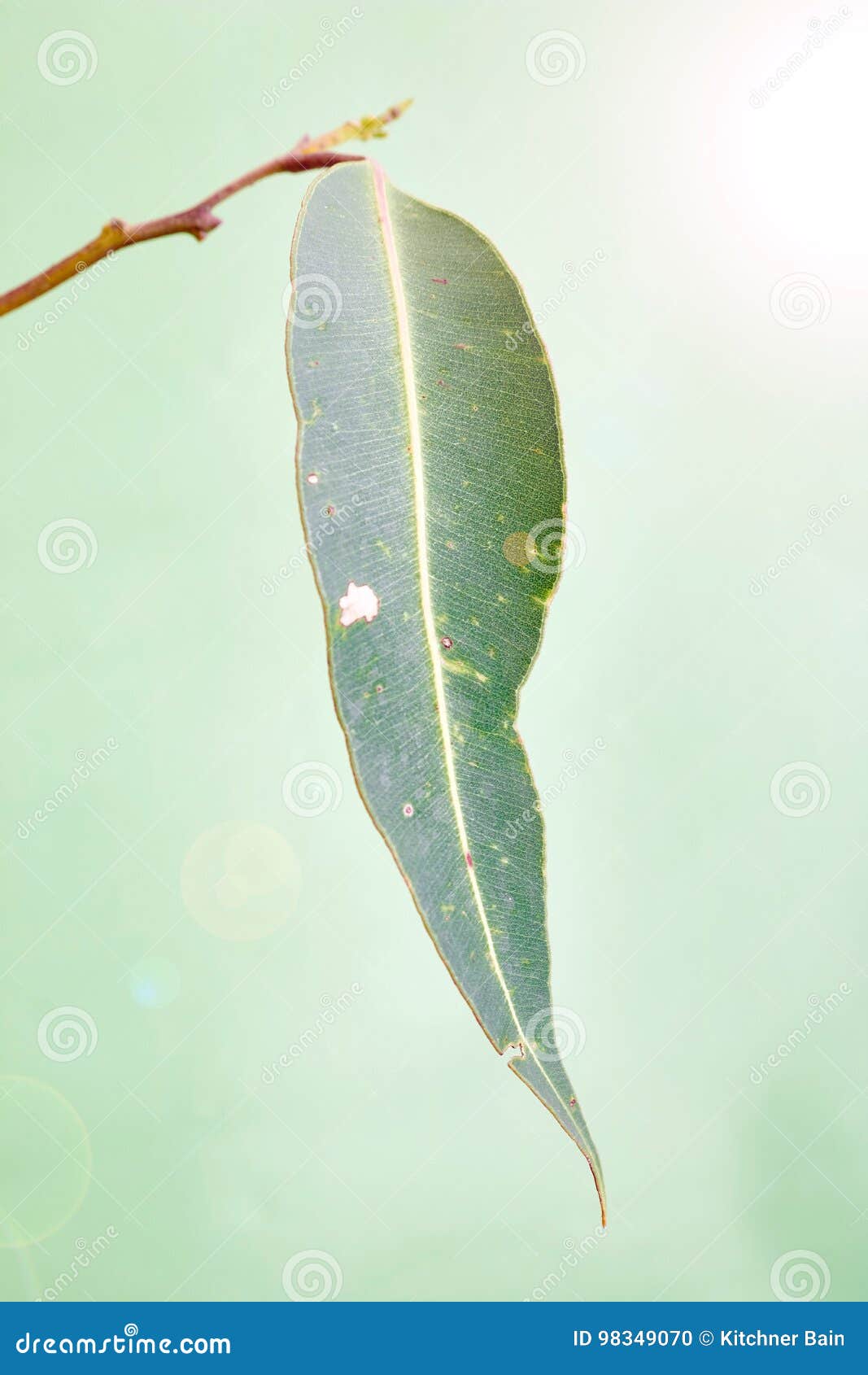 Gum Leaves stock photo. Image of brown, leaf, background 98349070