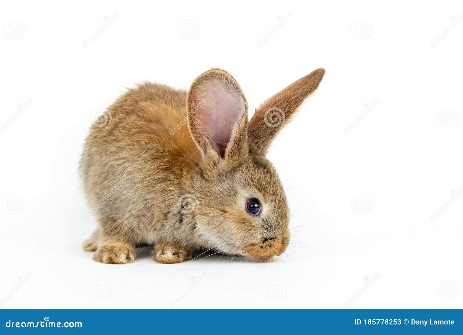 Single Grey Bunny Rabbit Type Flemish Giant, on White Background Stock  Image - Image of furry, breed: 185778253