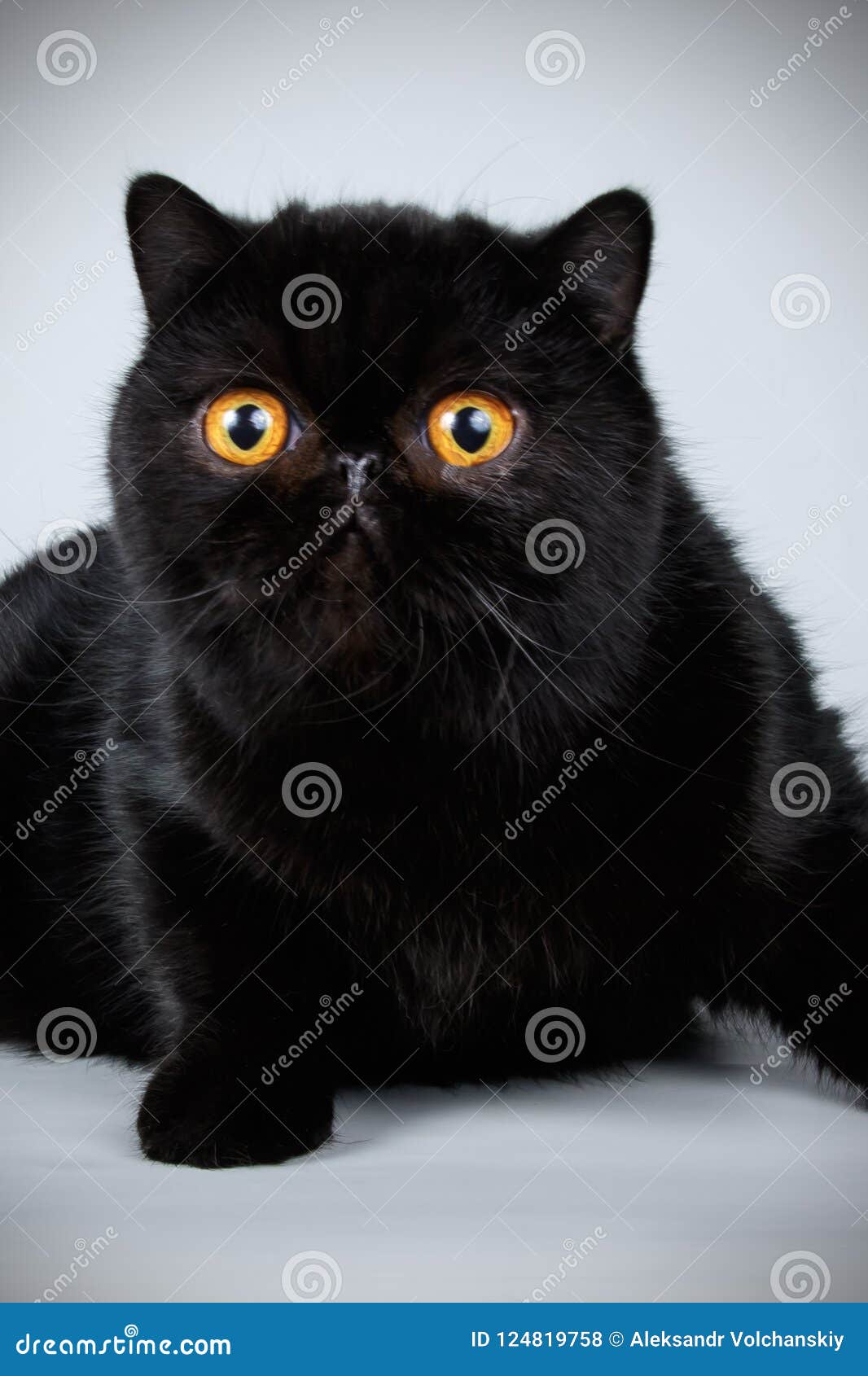 Exotic Cat on Colored Backgrounds Stock Photo - Image of animal, mammal