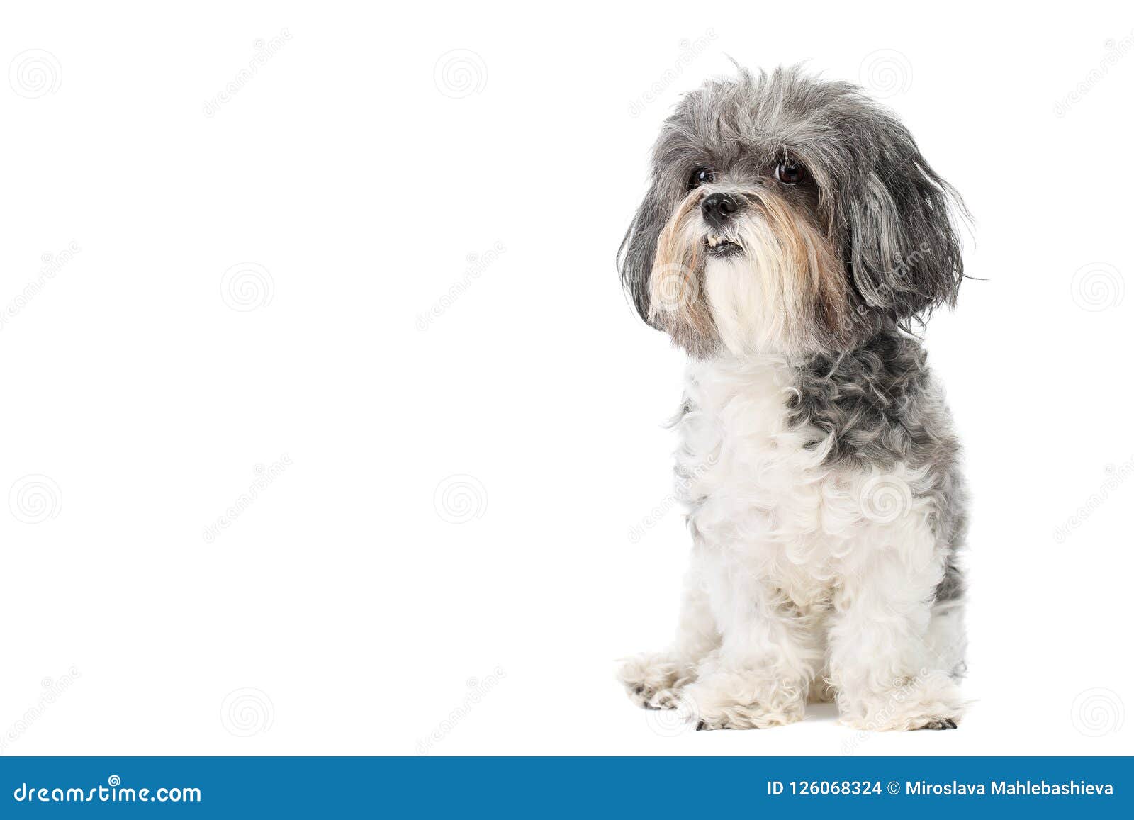 Studio Portrait Of An Adorable Grey And White Bichon Havanese Dog With Cute Bristling Hair Isolated On White Background Stock Photo Image Of Friend Bristling 126068324