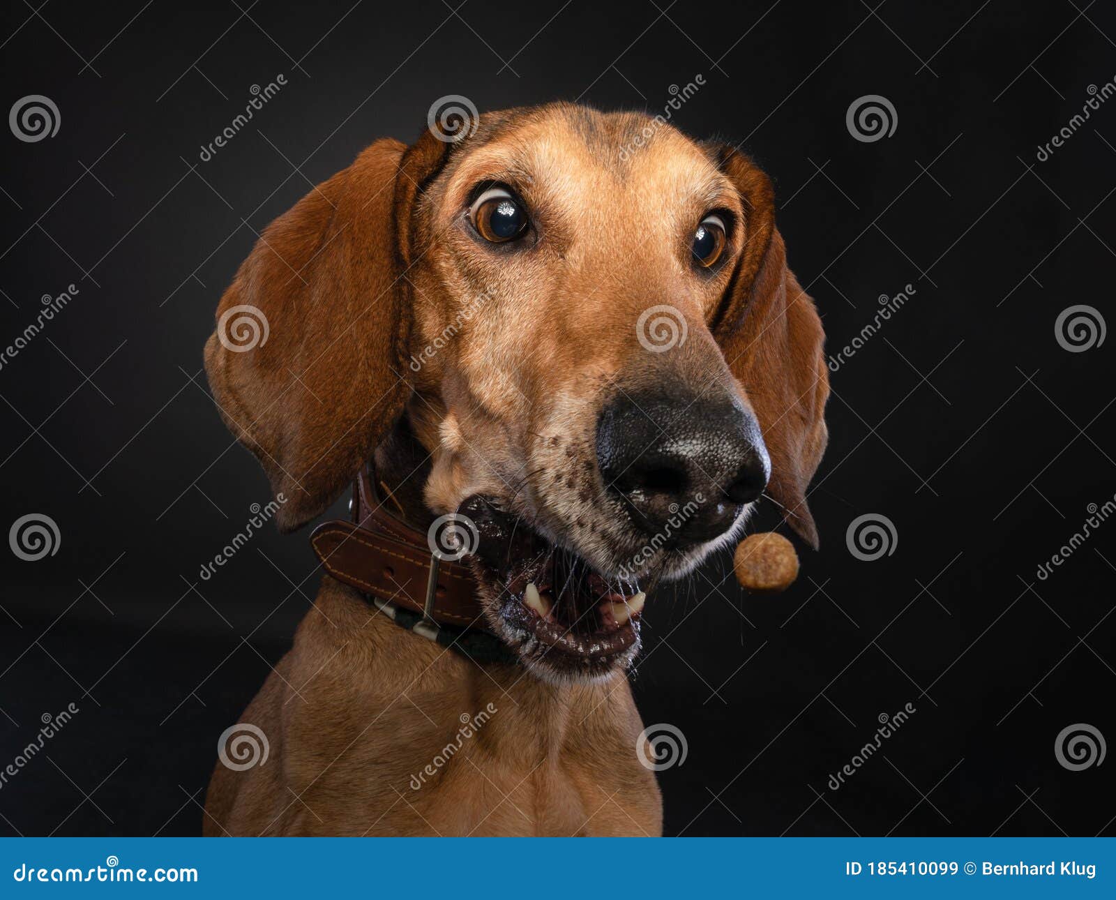 studio portrait of a brown dog making a funny face while catching a treat.