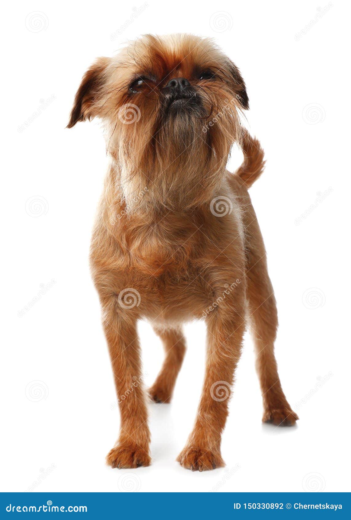 Studio Portrait Of Funny Brussels Griffon Dog On White Stock Photo ...