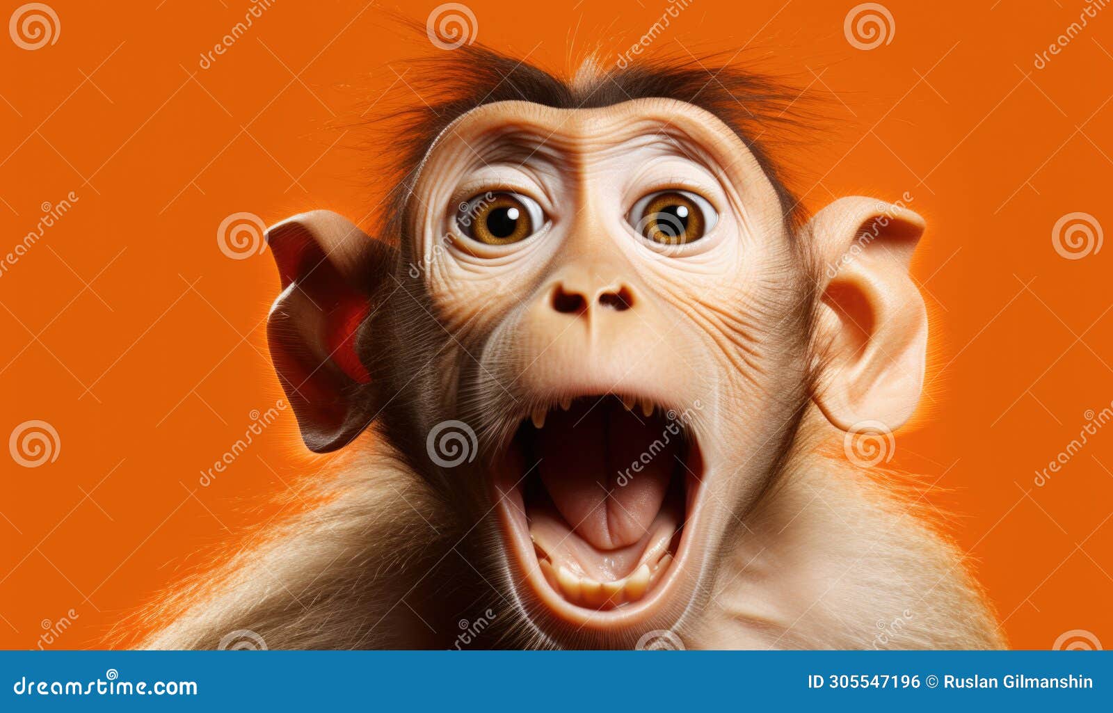 studio portrait of funny and excited macaque monkey on orange background with shocked or surprised expression and open