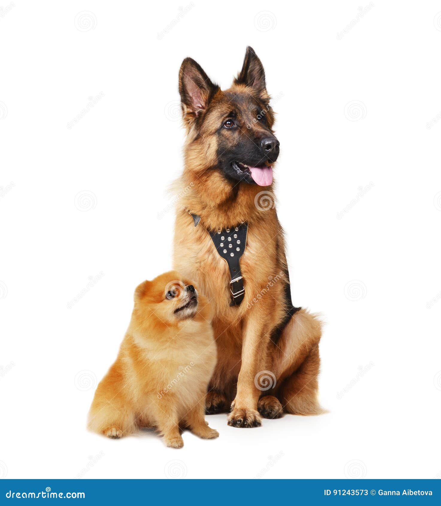 Studio Portrait of Junior German Shepherd and Pomeranian. Big and Small  Dogs Isolated on a White. Stock Image - Image of beautiful, pedigreed:  91243573