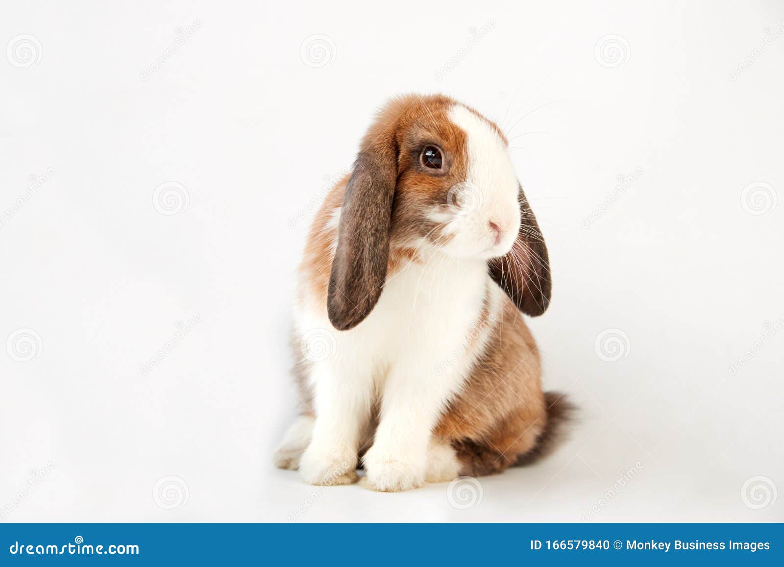 Studio Portrait of Two Miniature Black and White Flop Eared Rabbits on