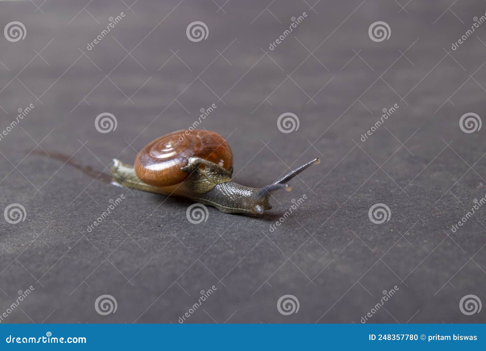 Studio Shoot of Beautiful Garden Snail Stock Photo Image of mollusk, creeping 248357780