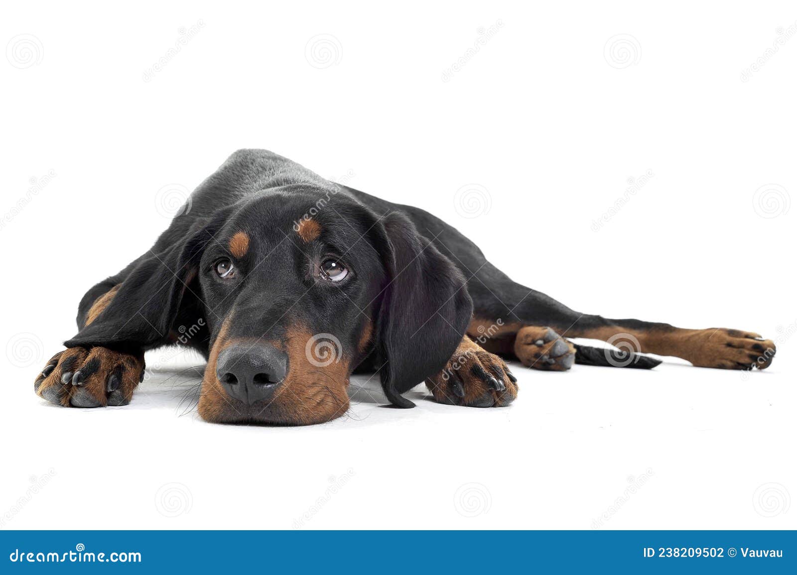 studio shot of an adorable erdÃÂ©lyi kopÃÂ³ looking up sadly