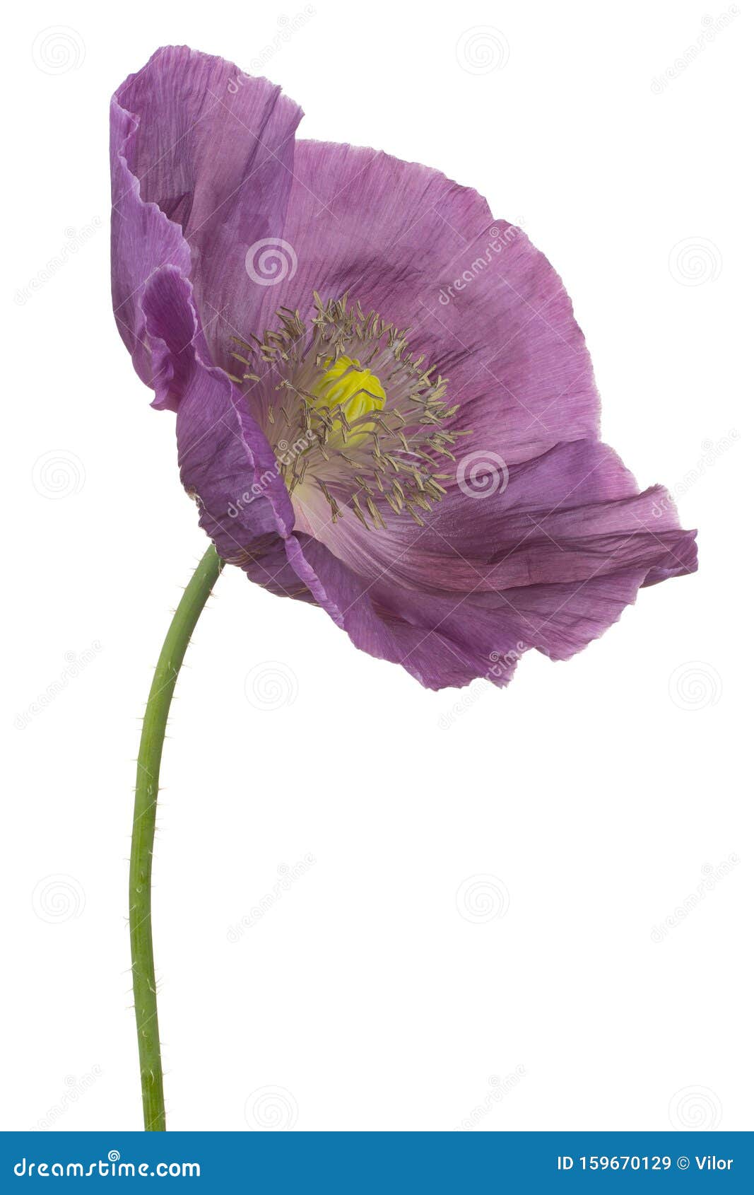 purple poppies