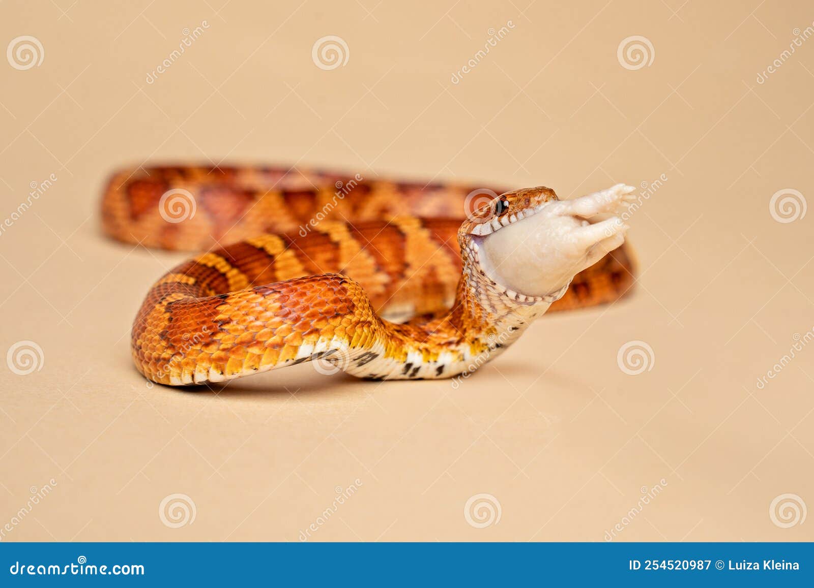 Corn Snake Being Fed a Mouse Stock Image Image of exotic, detail