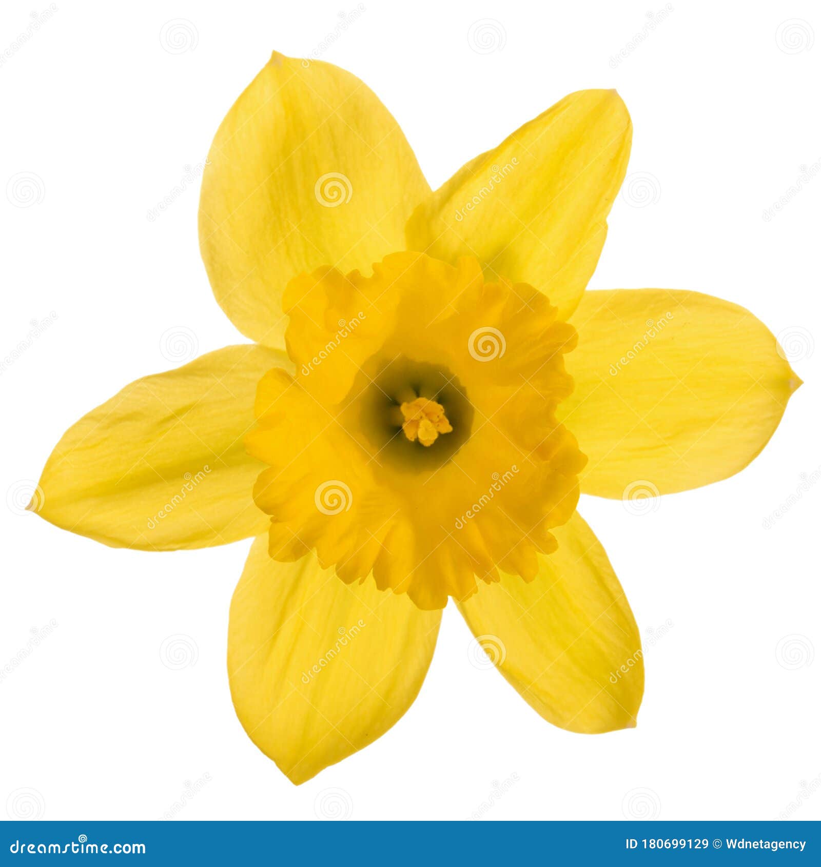 Spring Yellow Daffodil Flower Stock Image - Image of easter, closeup ...