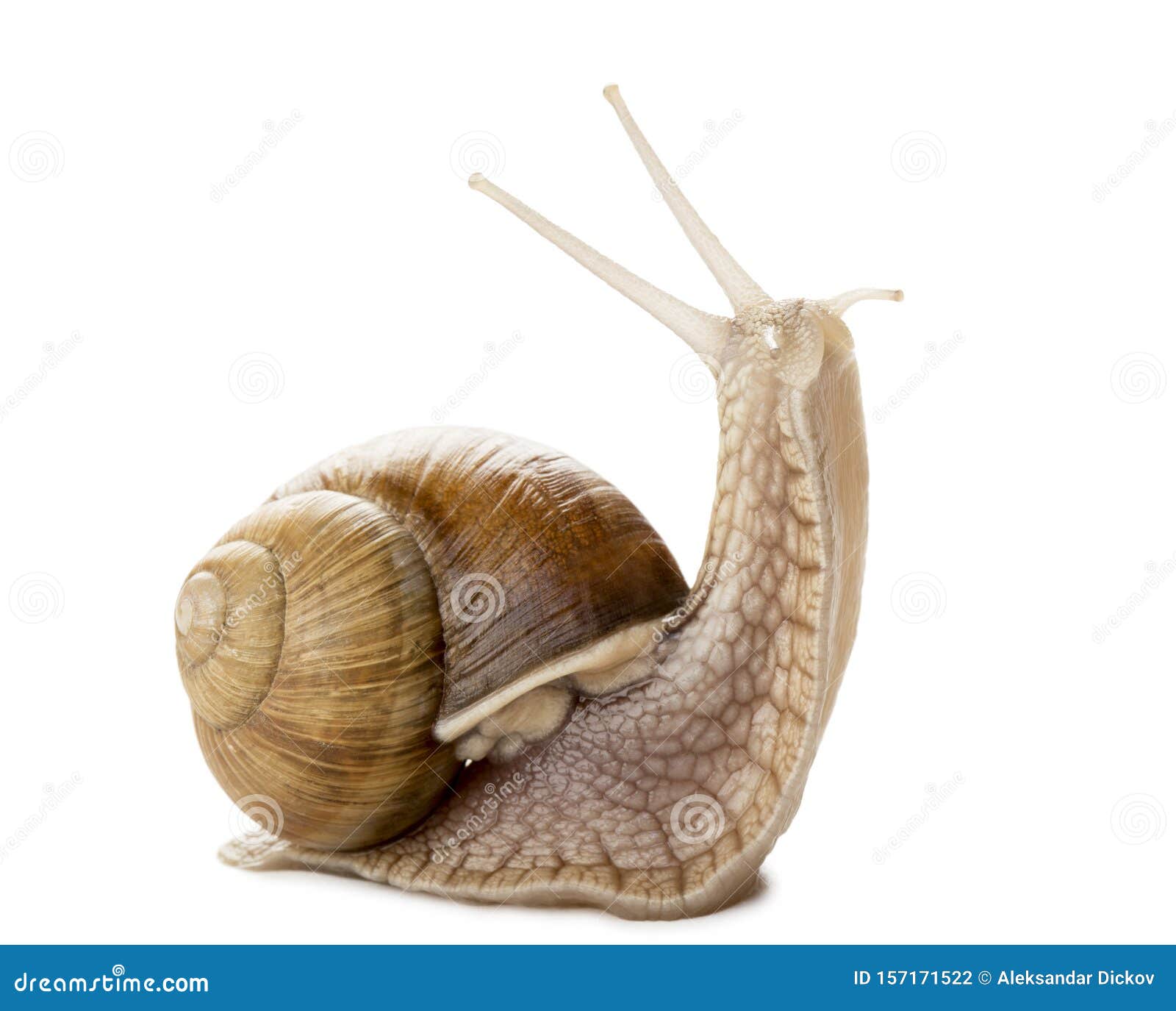 Snail stock photo. Image of horns, slowness, sliding 157171522