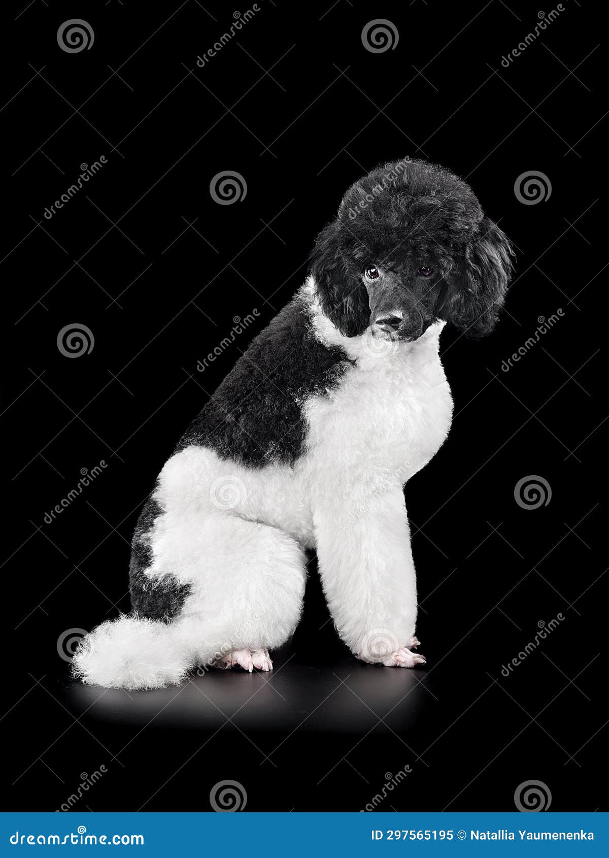 Harlequin hotsell standard poodle