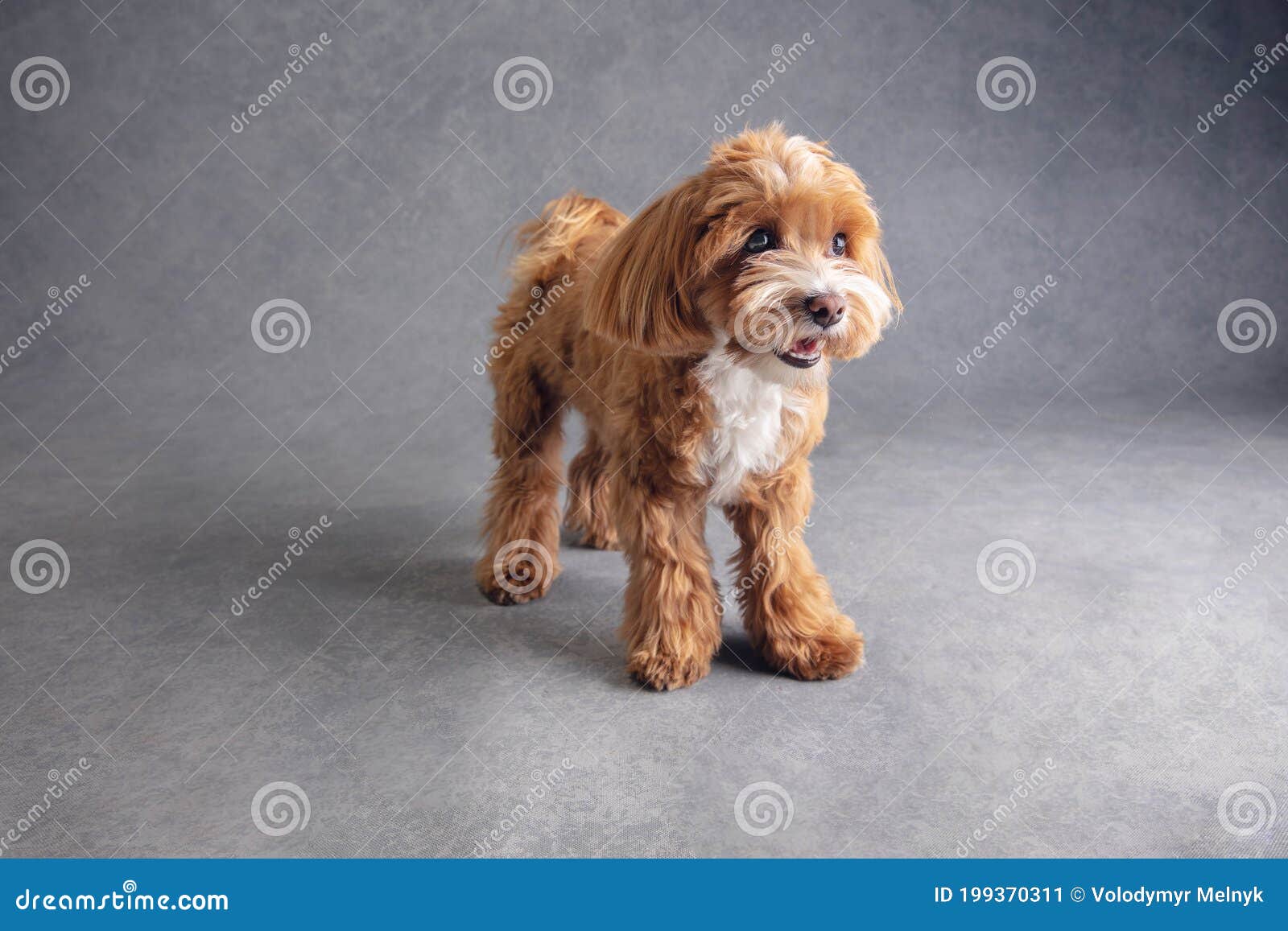 studio shot of maltipu dog  on grey studio background