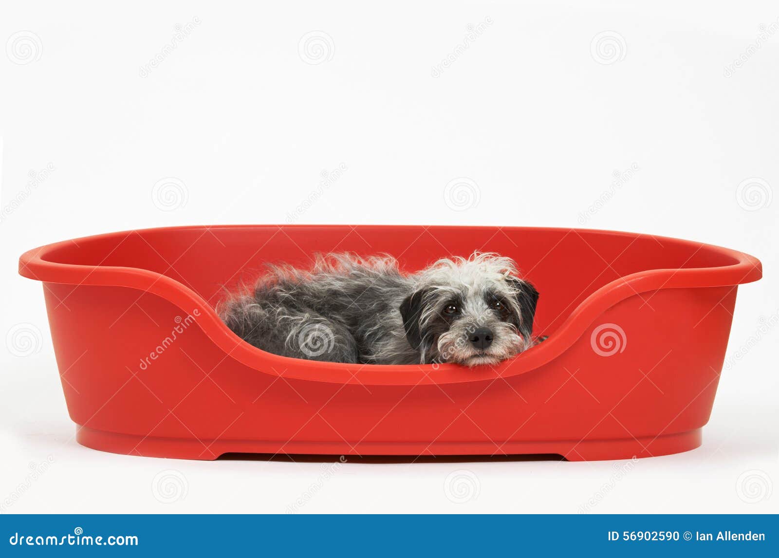 Studio Shot of Pet Lurcher Lying in Red Dog Bed Stock Photo Image of