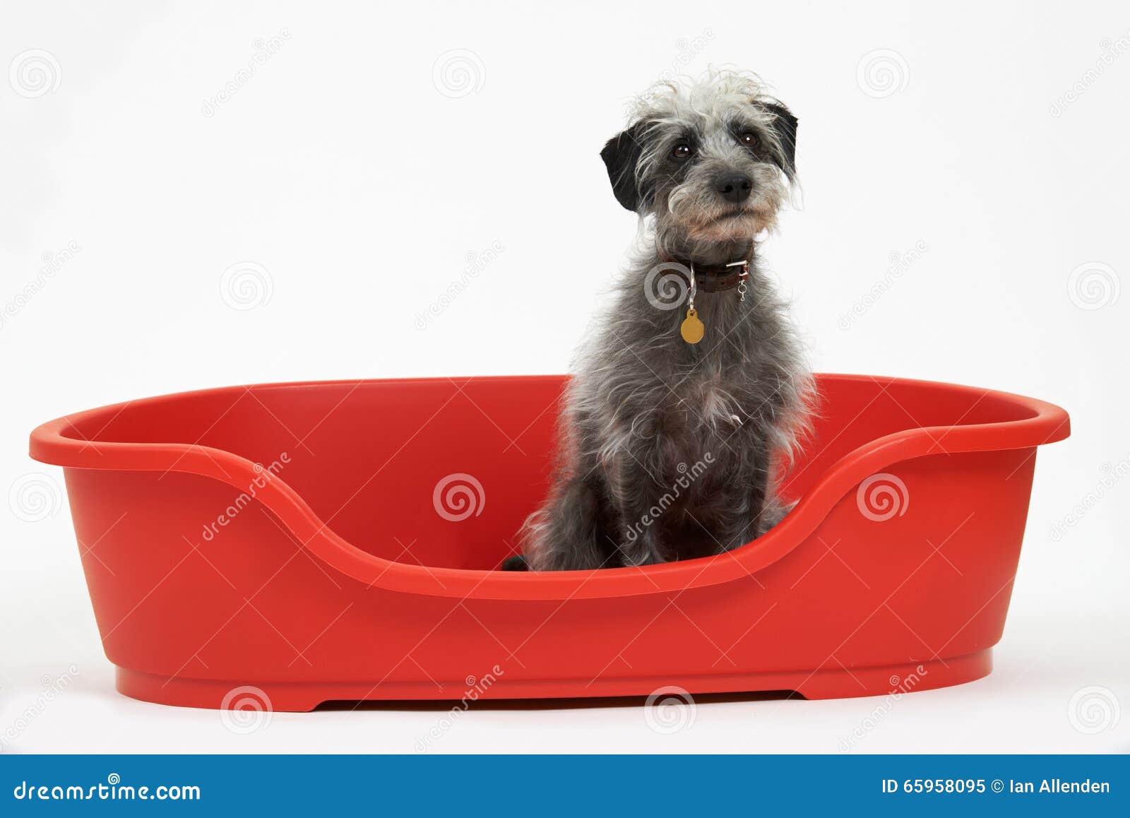 Studio Shot of Pet Lurcher Sitting in Red Dog Bed Stock Image Image