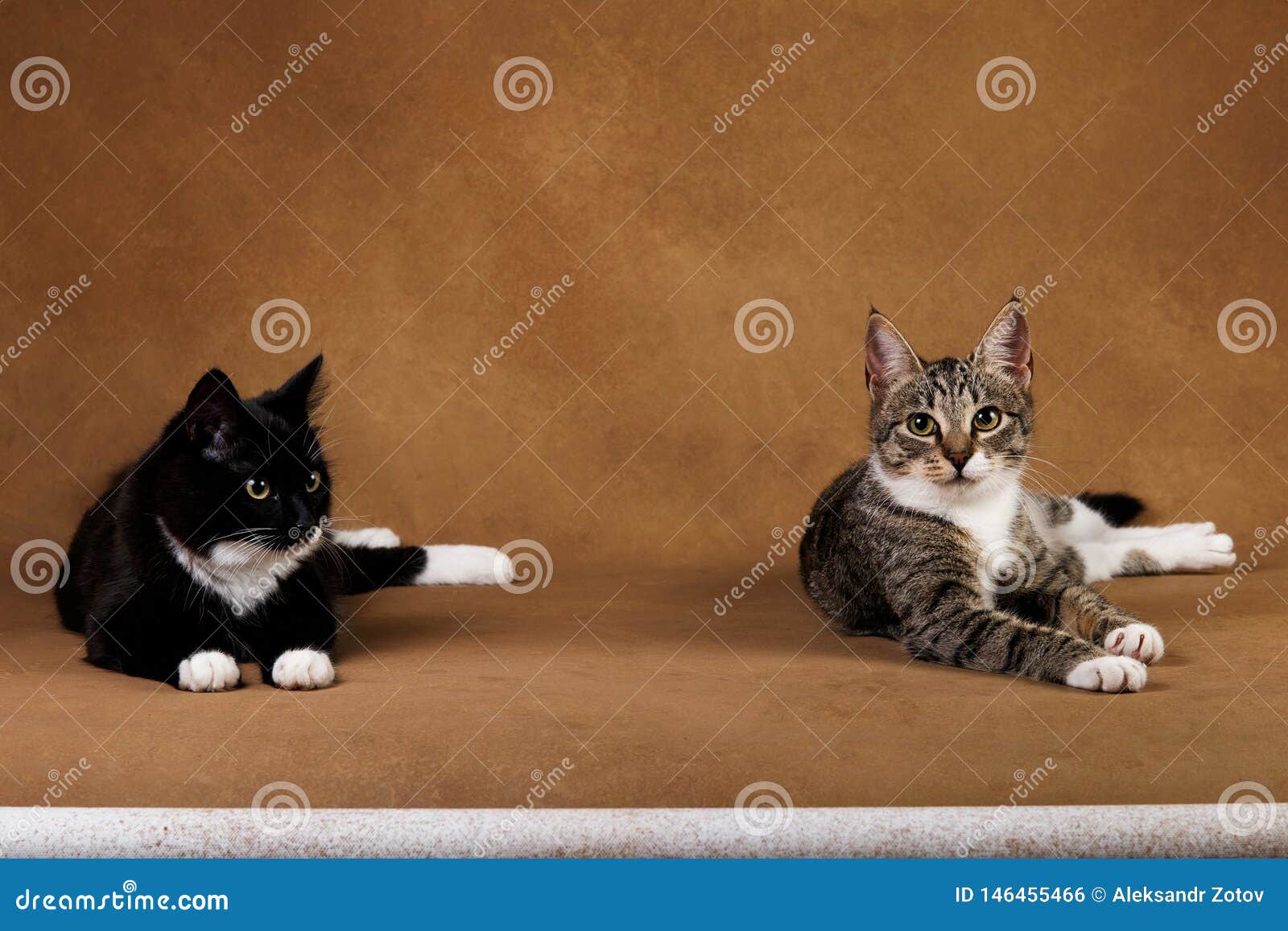 studio shot of a two cats sitting on brown background