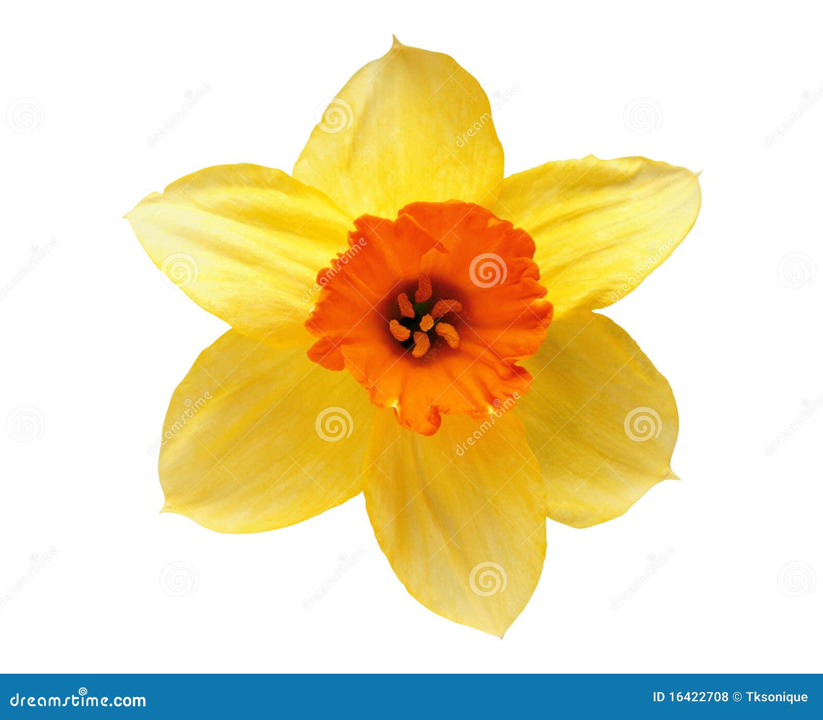 Studio Shot of Yellow and Orange Colored Daffodil Stock Photo - Image ...