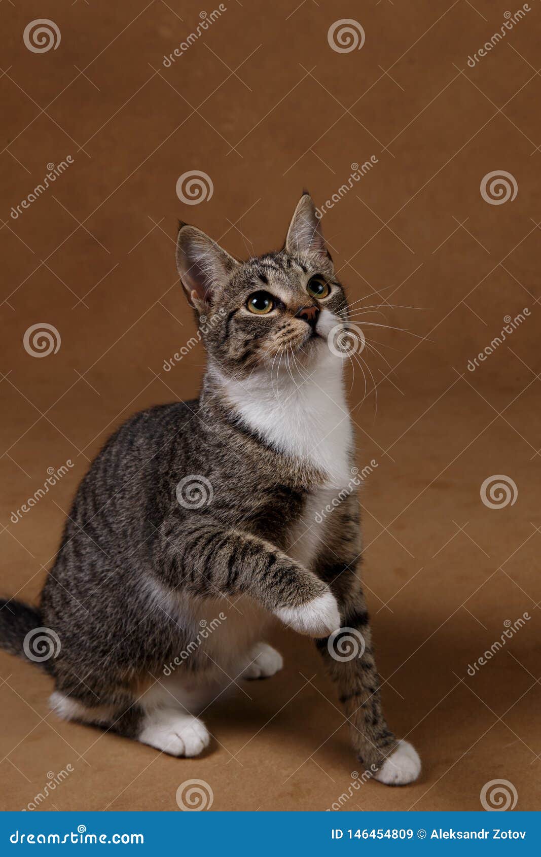 Studio Tir D Un Chat Ray Gris Et Blanc Se Reposant Sur Le Fond Brun Image Stock Image Du Studio Chat Studio Tir D Un Chat Ray Gris Et Blanc Se Reposant Sur Le Fond Brun Image Stock Image Du Studio Chat