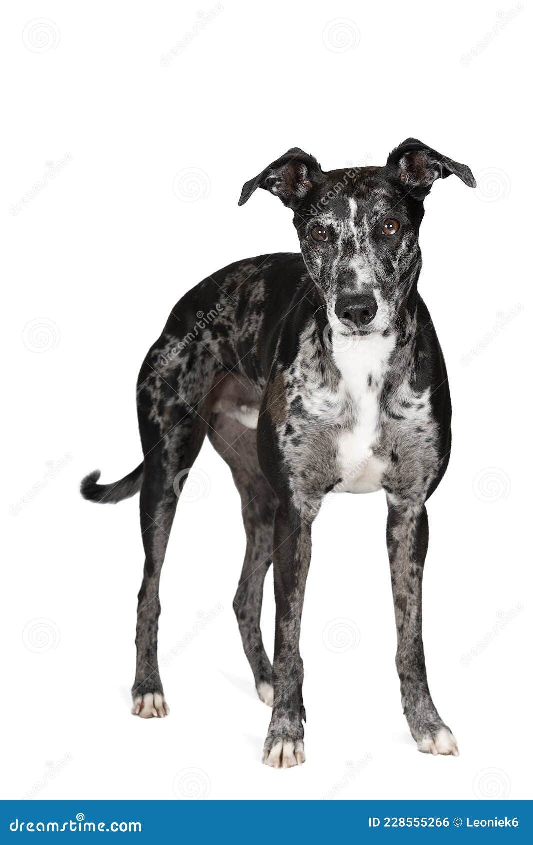 Lurcher white cheap