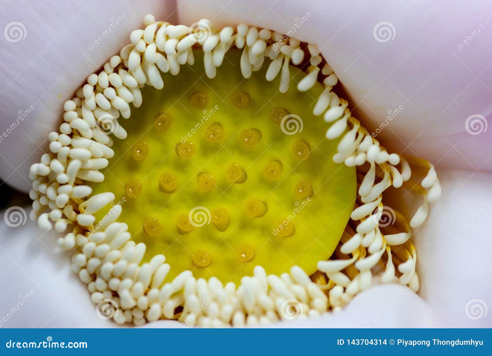 Study Of Flowering And Fruit Structures Stock Photo Image Of