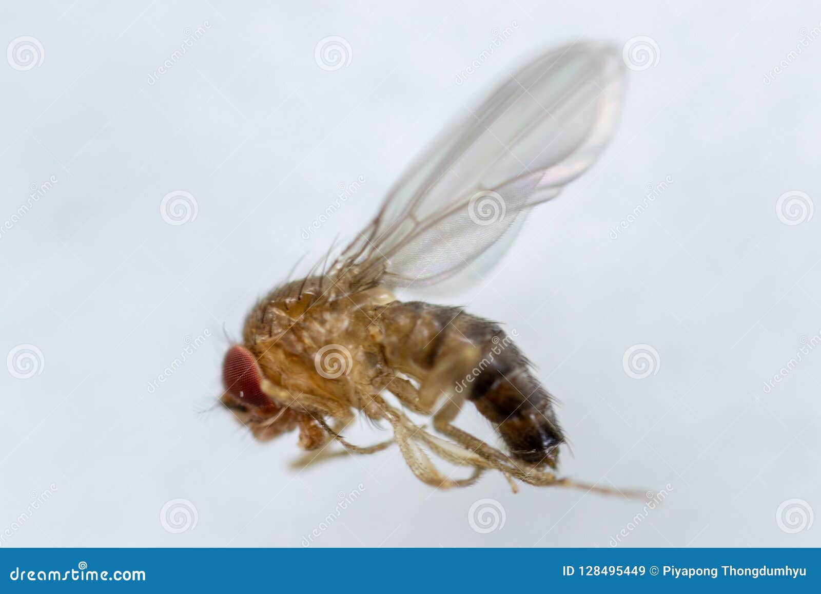 Study of Drosophila Melanogaster Fruit Fly, Vinegar Fly for