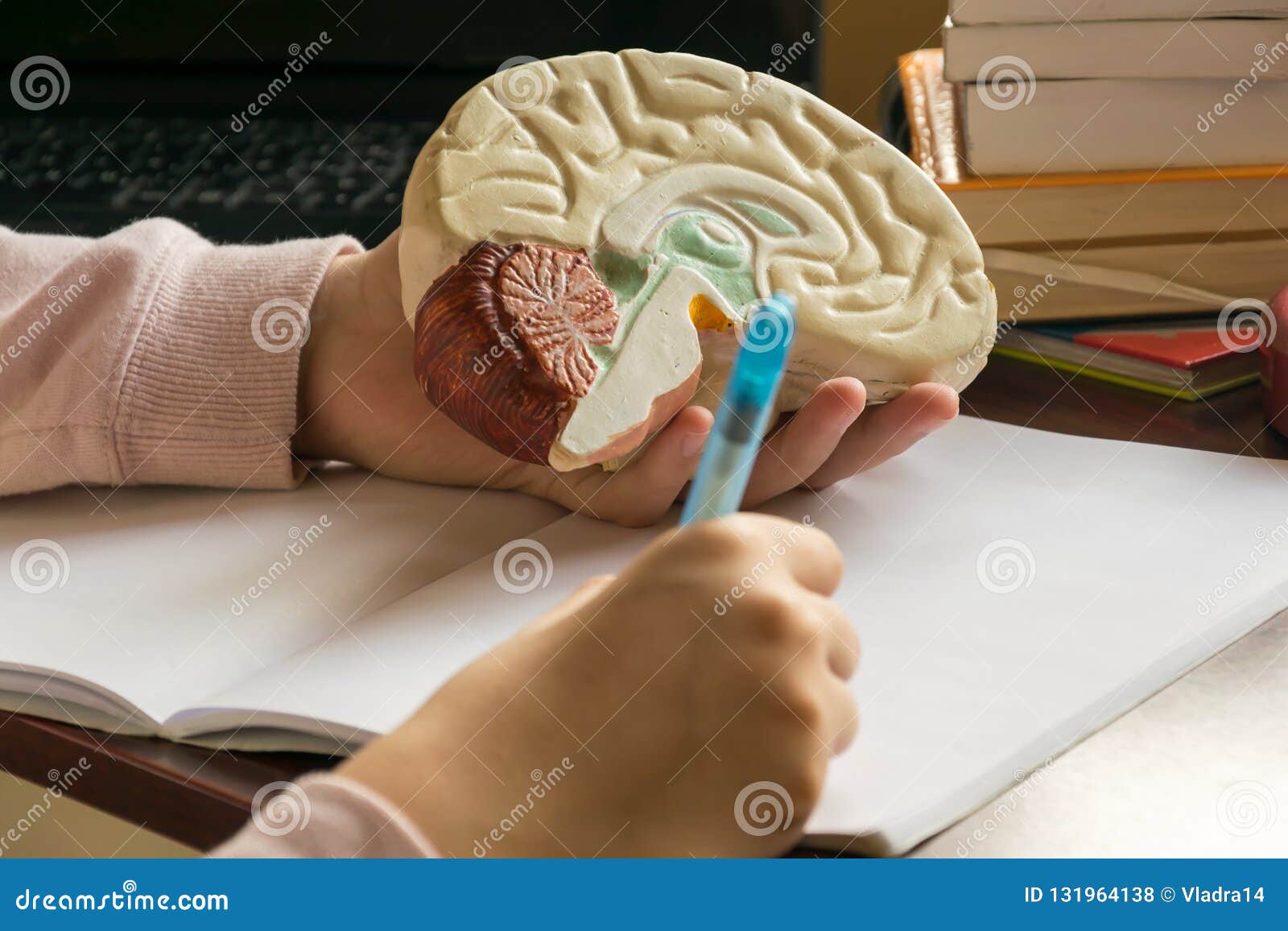 free human brain 3d model free human brain 3d model