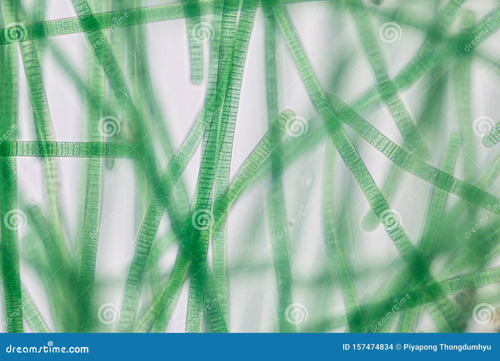 Oscillatoriales Cyanobacterium