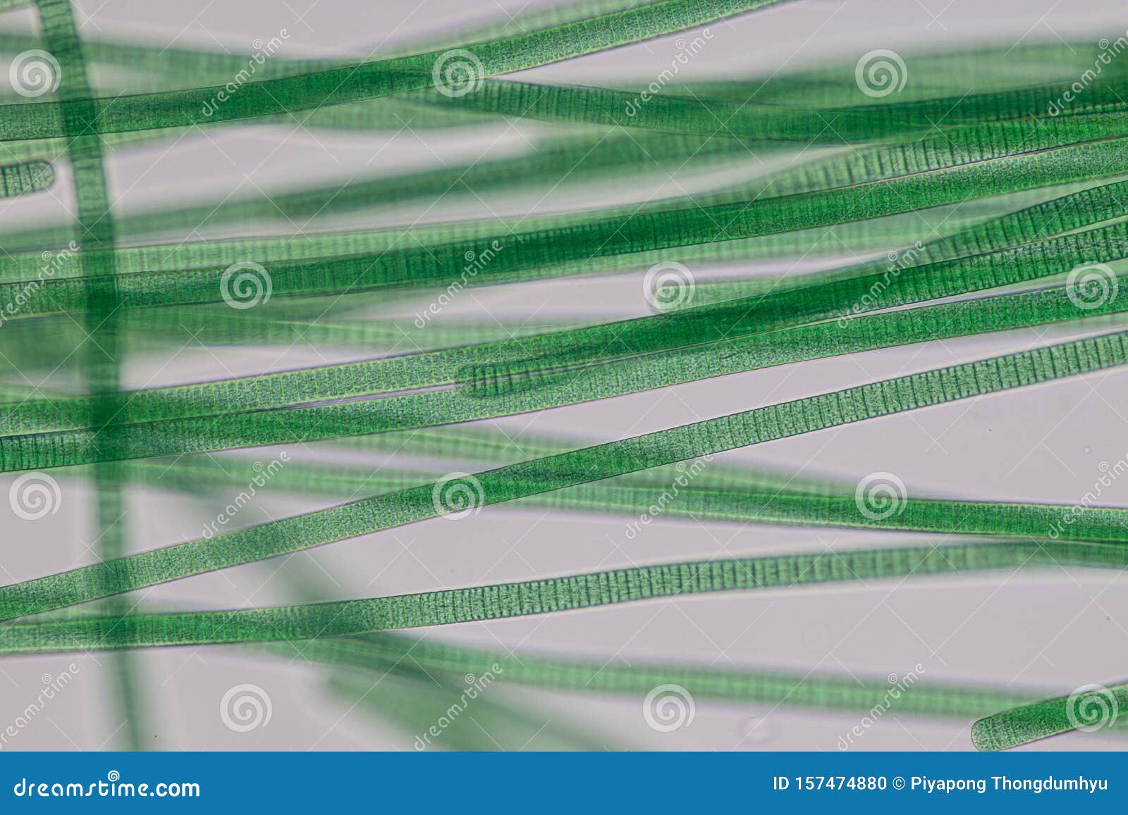 Oscillatoria is a Genus of Filamentous Cyanobacterium, Oscillation in