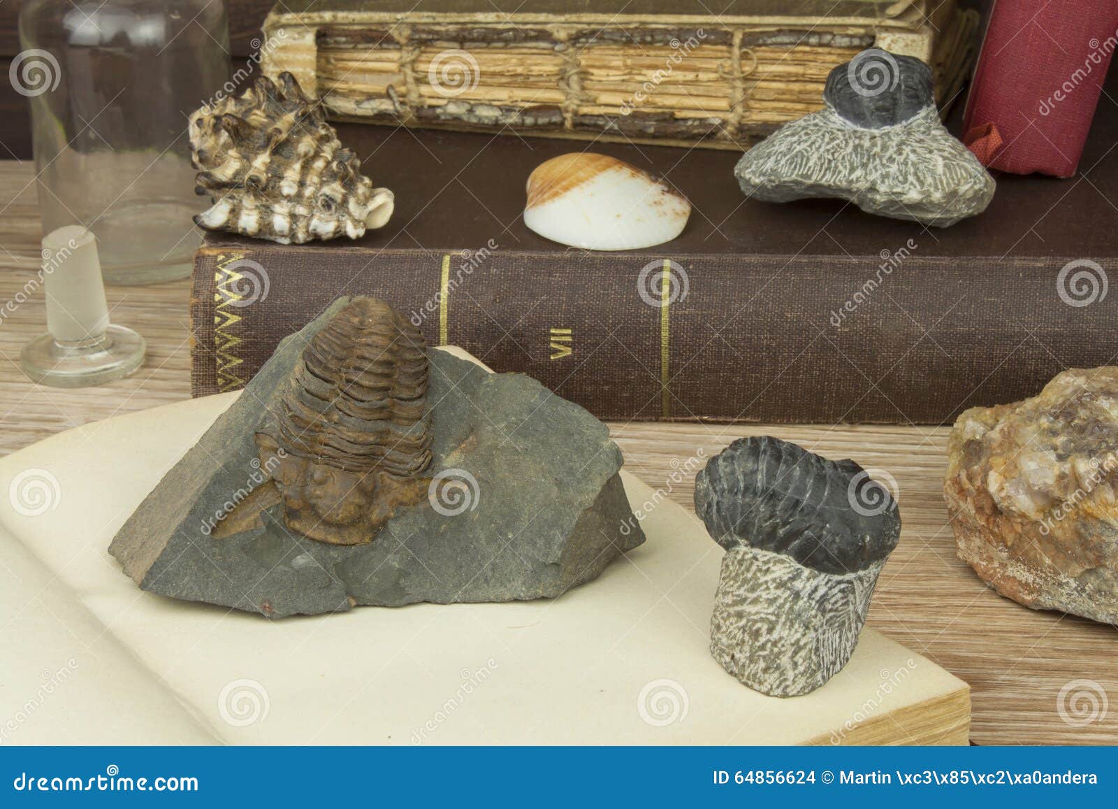 The Study of Paleontology at the University. Preparing for an Important