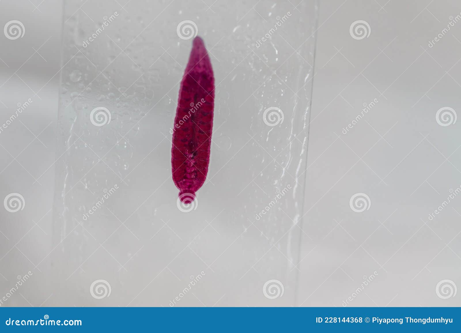 The Study Parasite or Worms is a Freshwater Fish Parasite in Laboratory ...