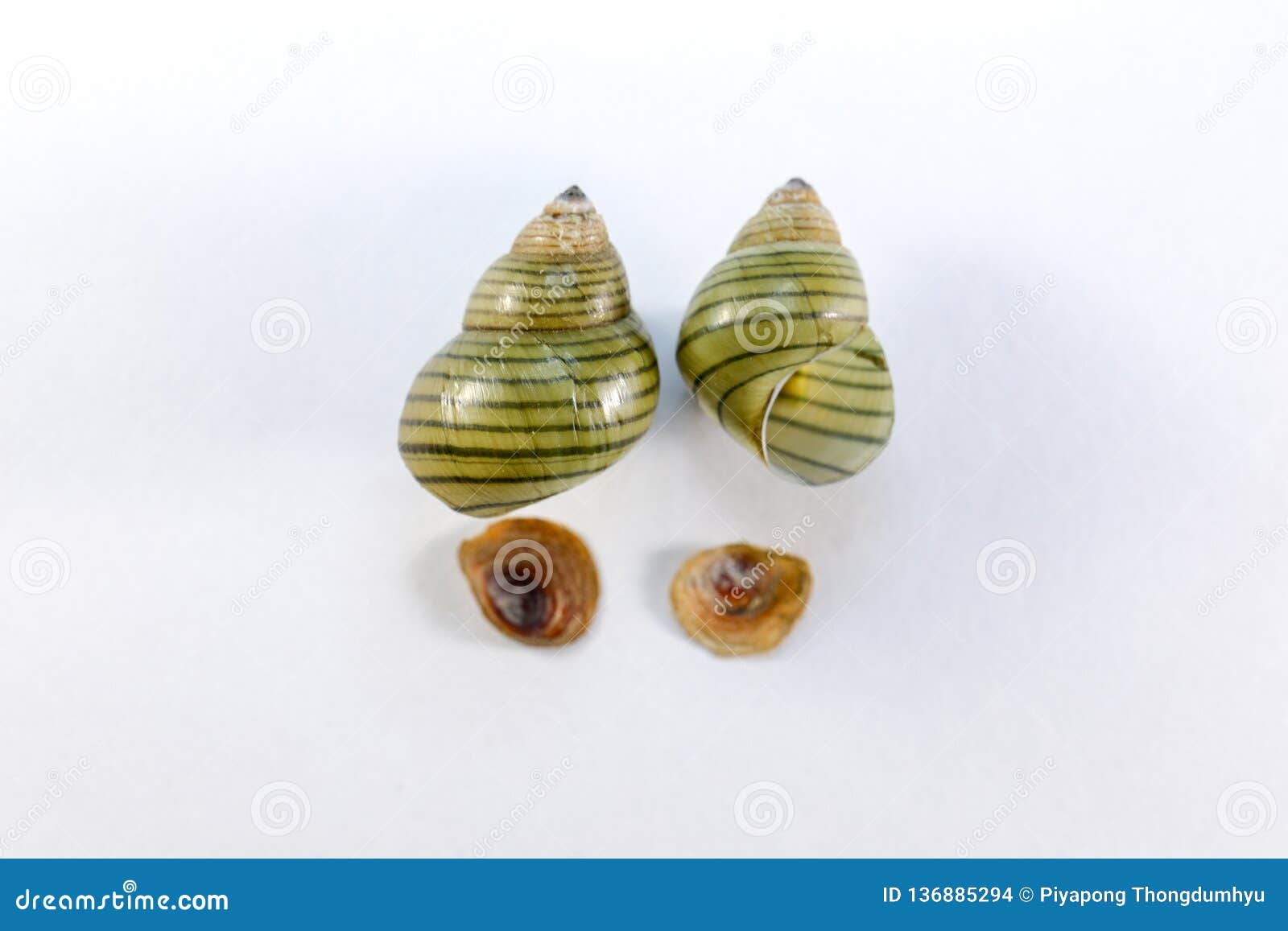 study of the structure of freshwater molluscs in laboratory.