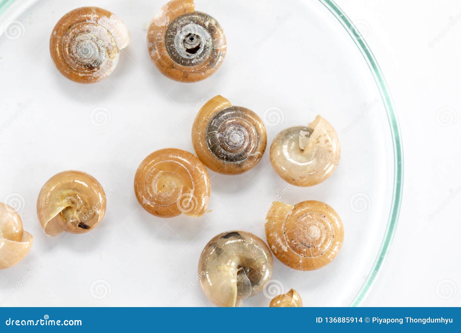 study of the structure of freshwater molluscs in laboratory.